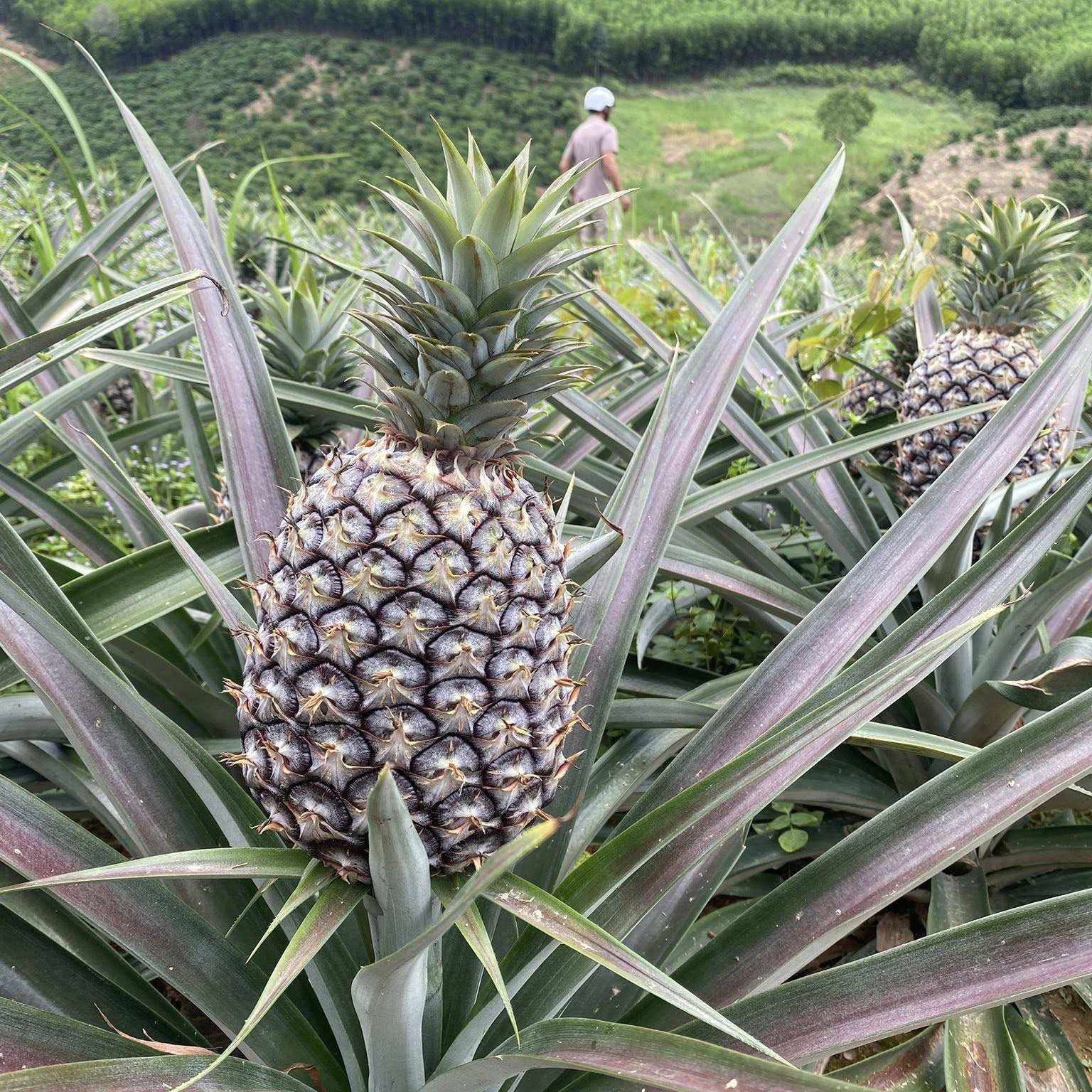 FRESH PINEAPPLE FRUIT