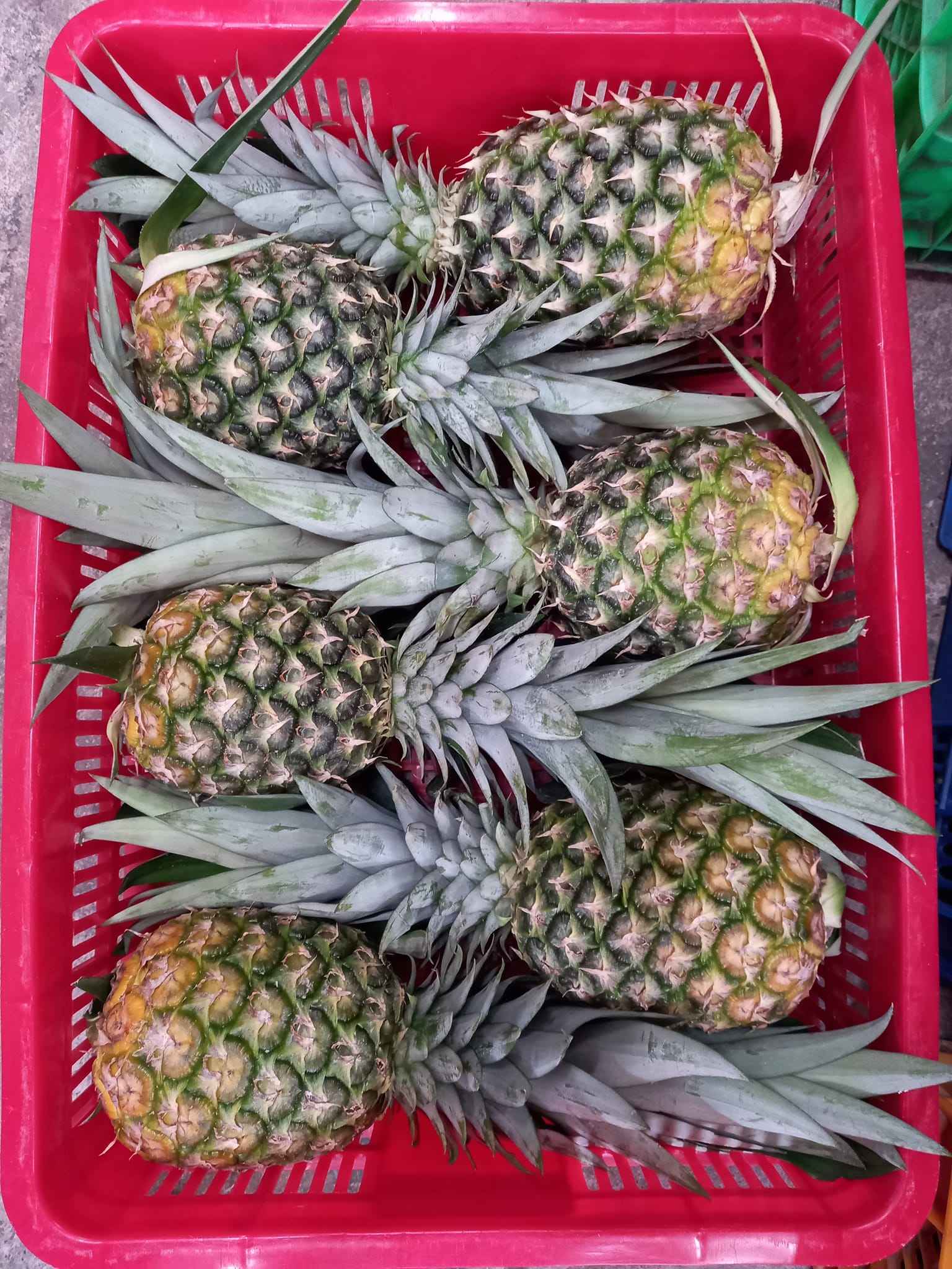 FRESH PINEAPPLE FRUIT