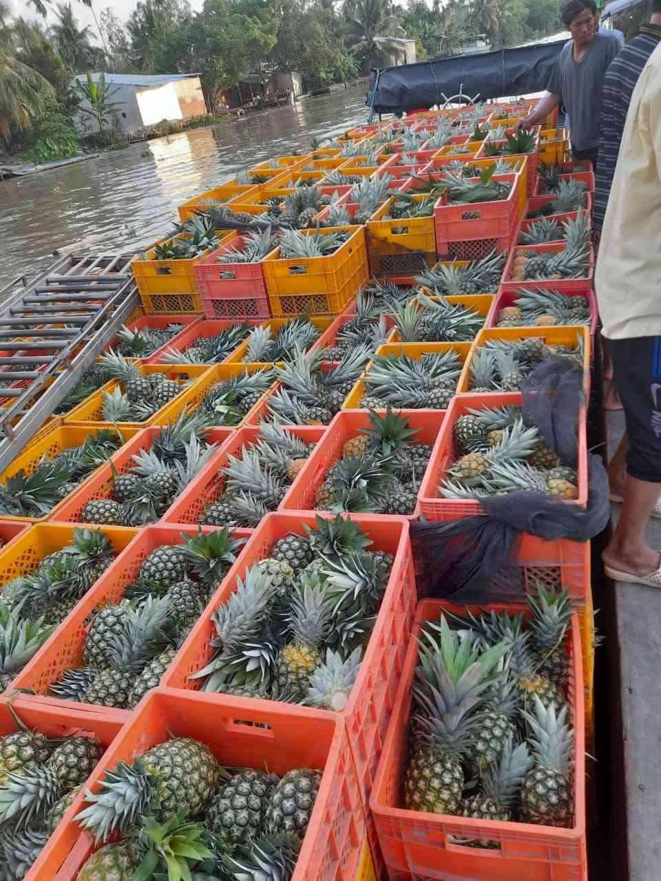 FRESH PINEAPPLE FRUIT