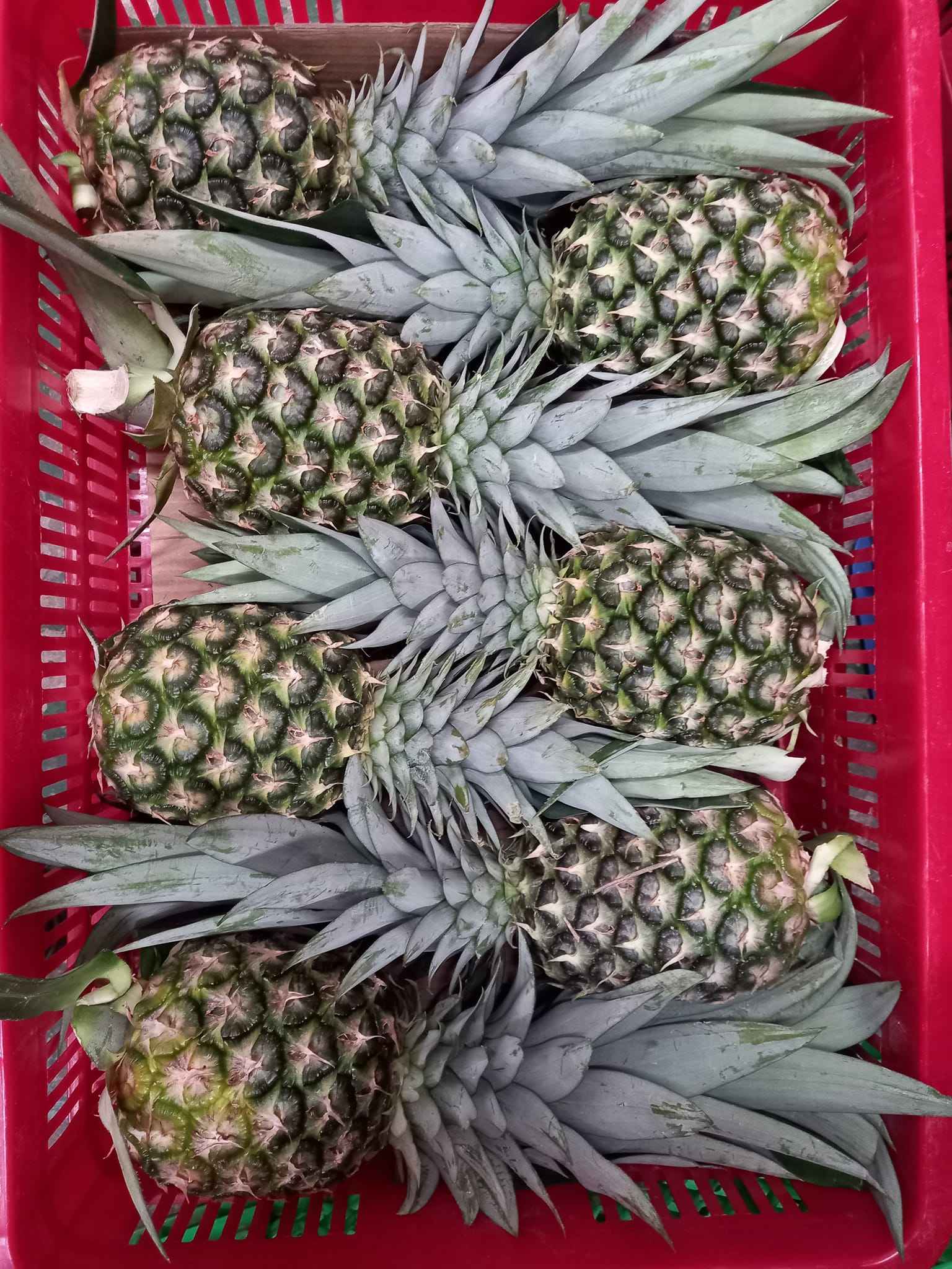 FRESH PINEAPPLE FRUIT