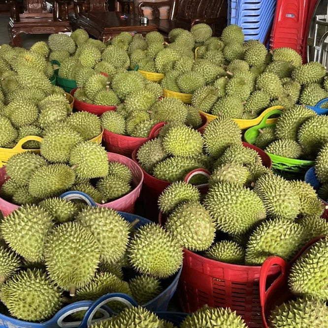 Premium Durian Made From Natural Ripe Fruit