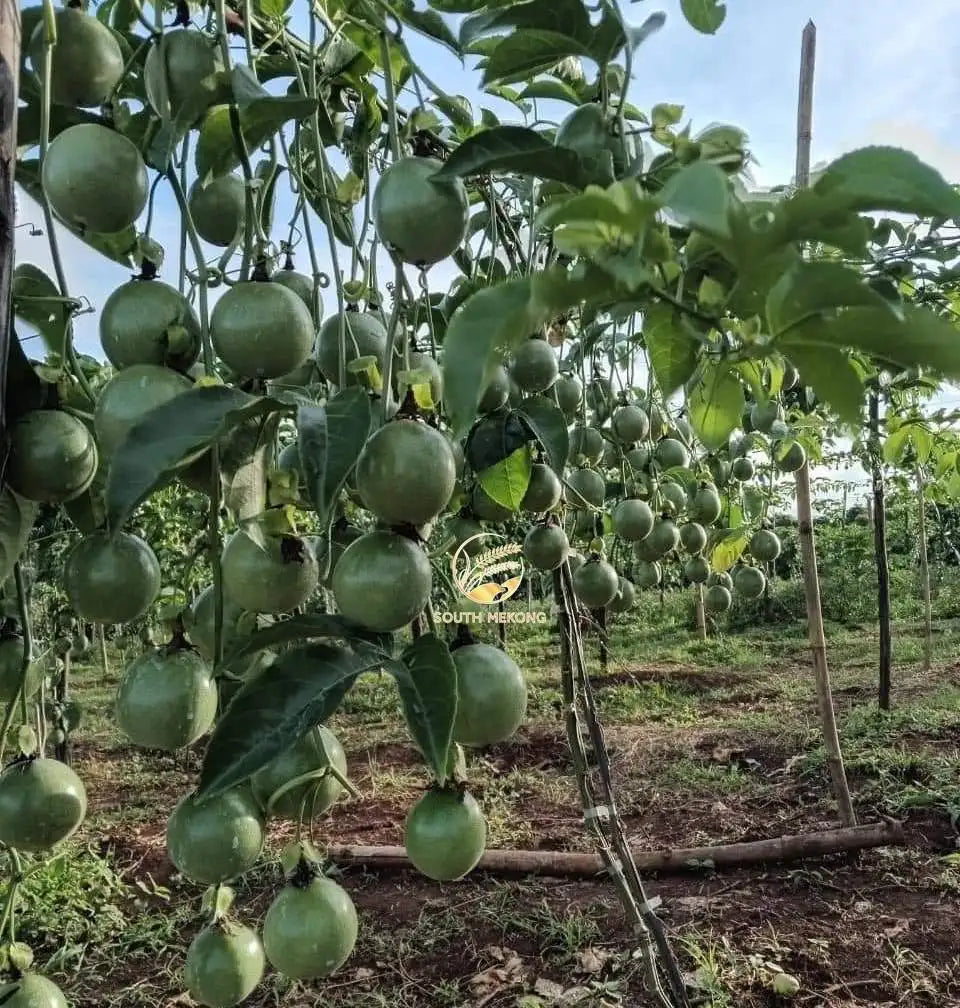 Best Selling Fresh Passion Fruits