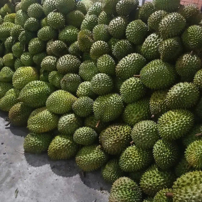 Premium Durian Made From Natural Ripe Fruit