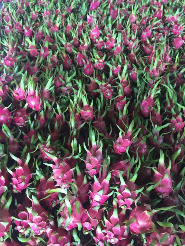 Fresh Dragon Fruit
