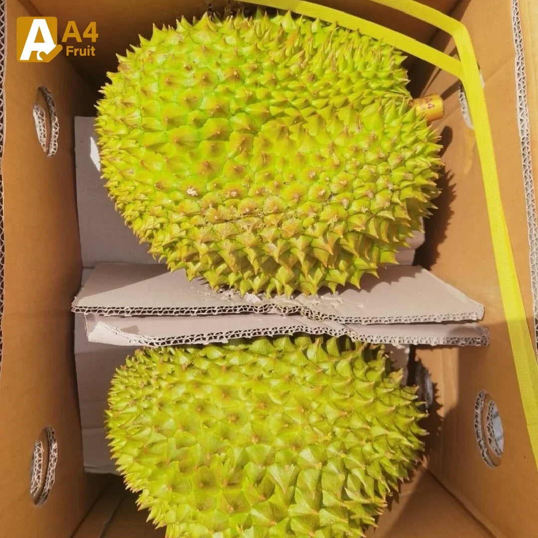 Whole Monthong Durian Enjoy Every Bite of the King of Fruits
