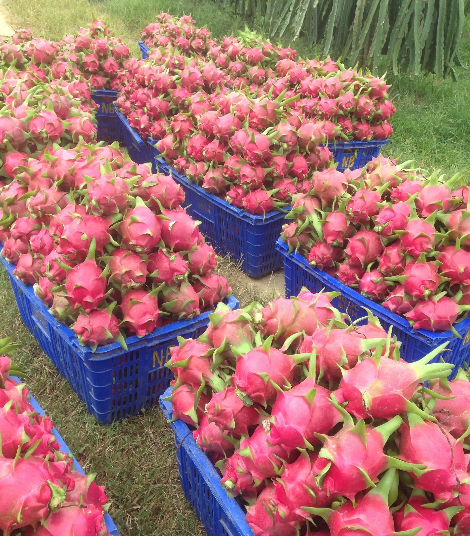 Fresh Dragon Fruit
