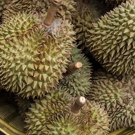 Whole Monthong Durian Enjoy Every Bite of the King of Fruits