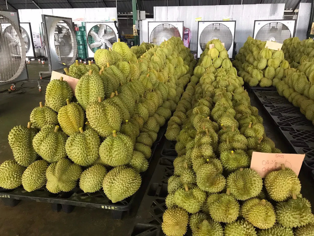 FRESH DURIAN HIGH QUALITY