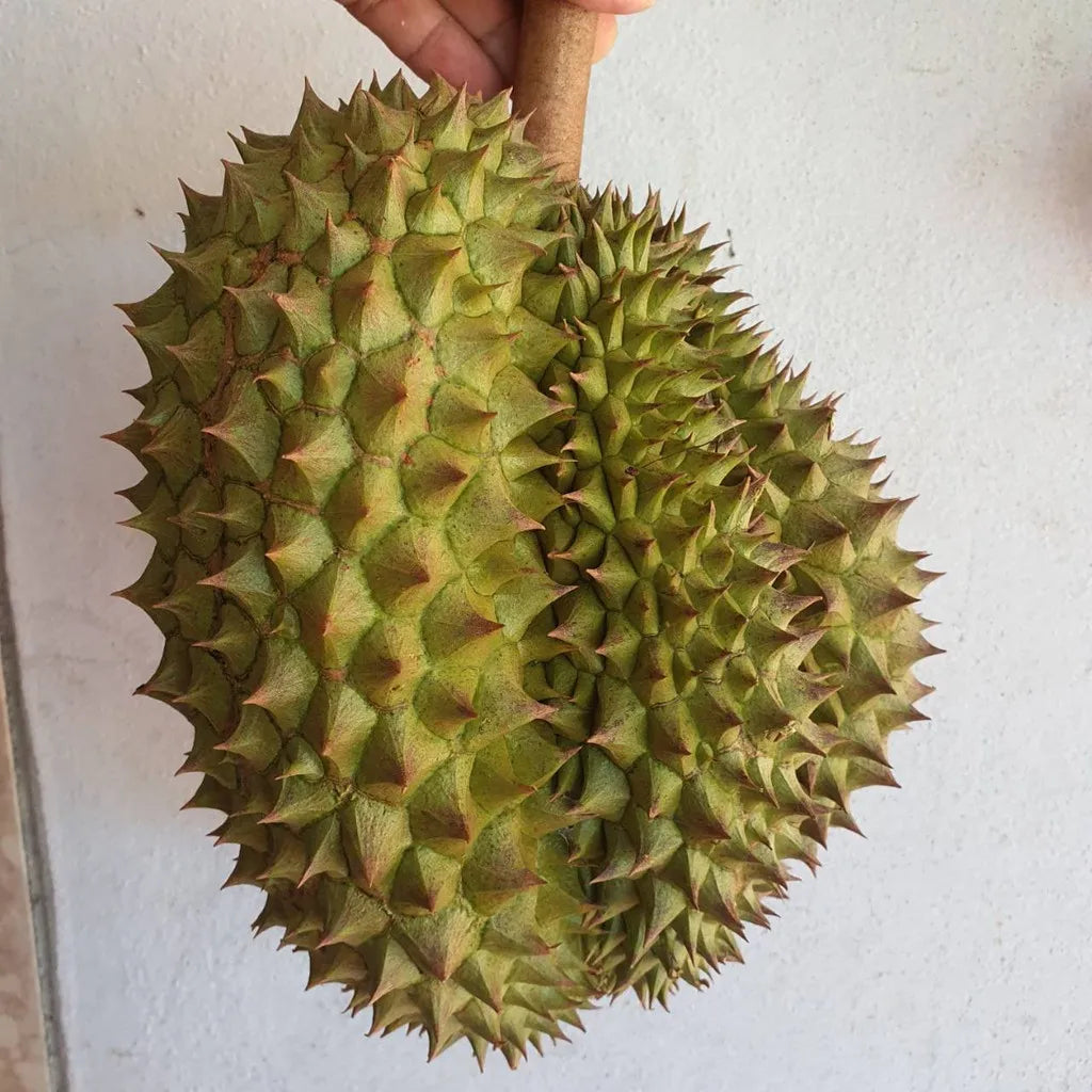 Whole Monthong Durian Enjoy Every Bite of the King of Fruits