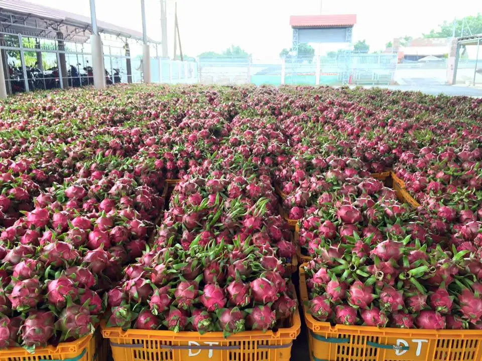 Fresh Dragon Fruit