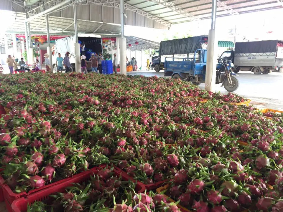 Fresh Dragon Fruit