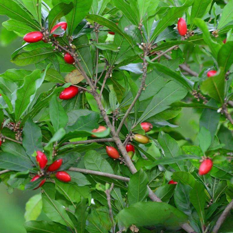 Freeze Dried Miracle Fruit