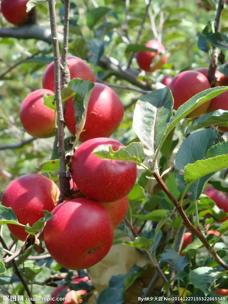 China Fresh Red Delicious Fruit  Huaniu apple
