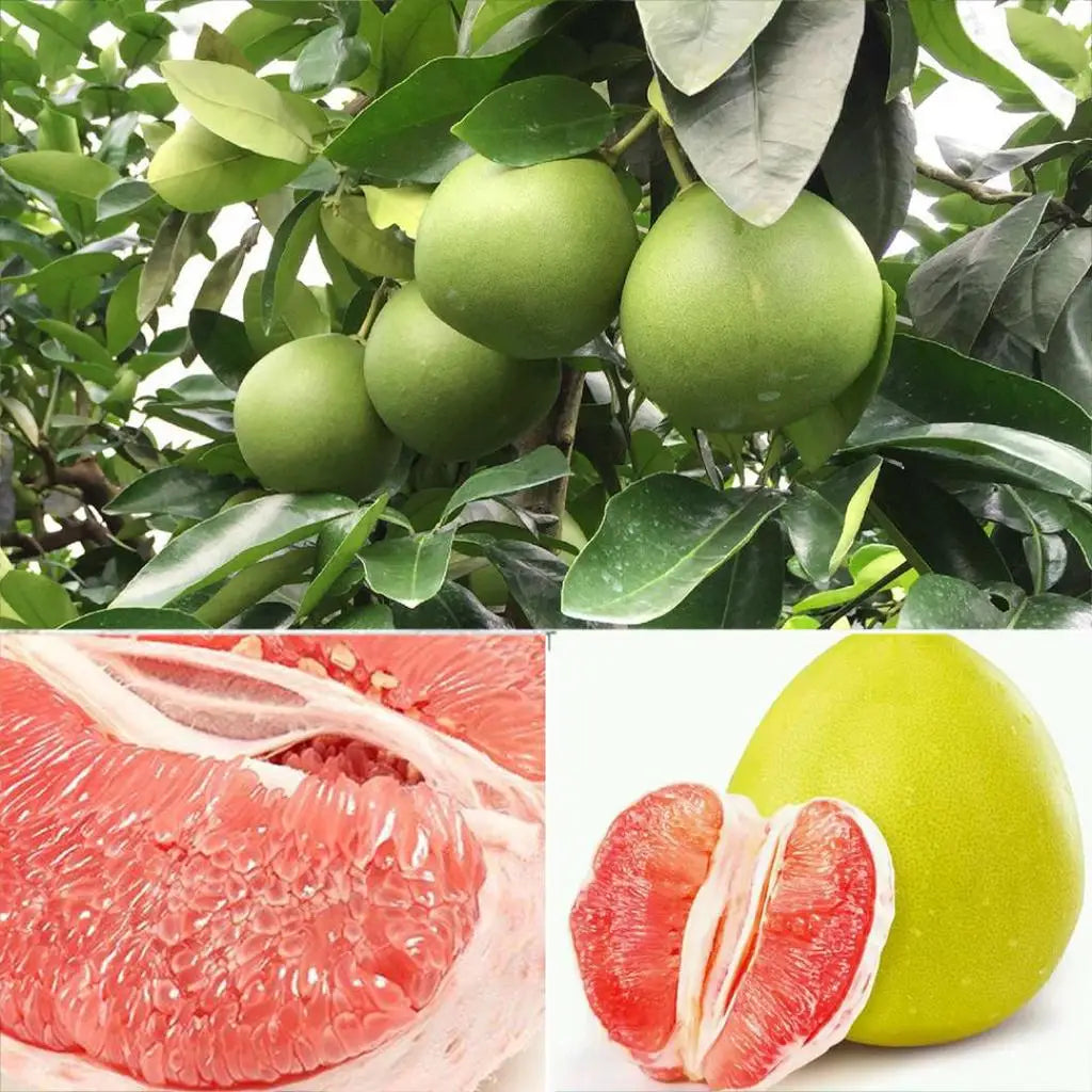 POMELO FRUIT  / HIGH QUALITY FRESH CITRUS FRUIT