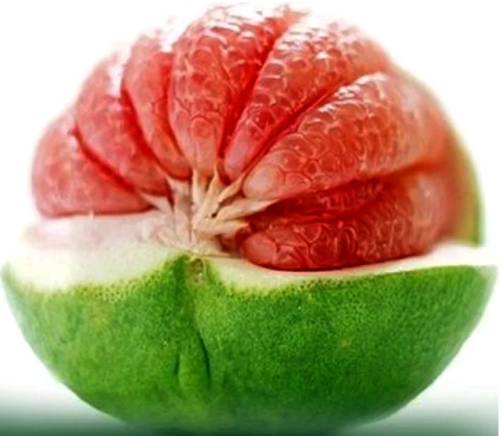 POMELO FRUIT  / HIGH QUALITY FRESH CITRUS FRUIT