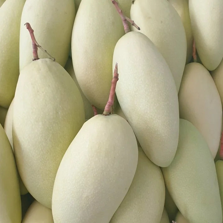 Fresh Mango Fruit Kaew / Fresh Mango High Quality