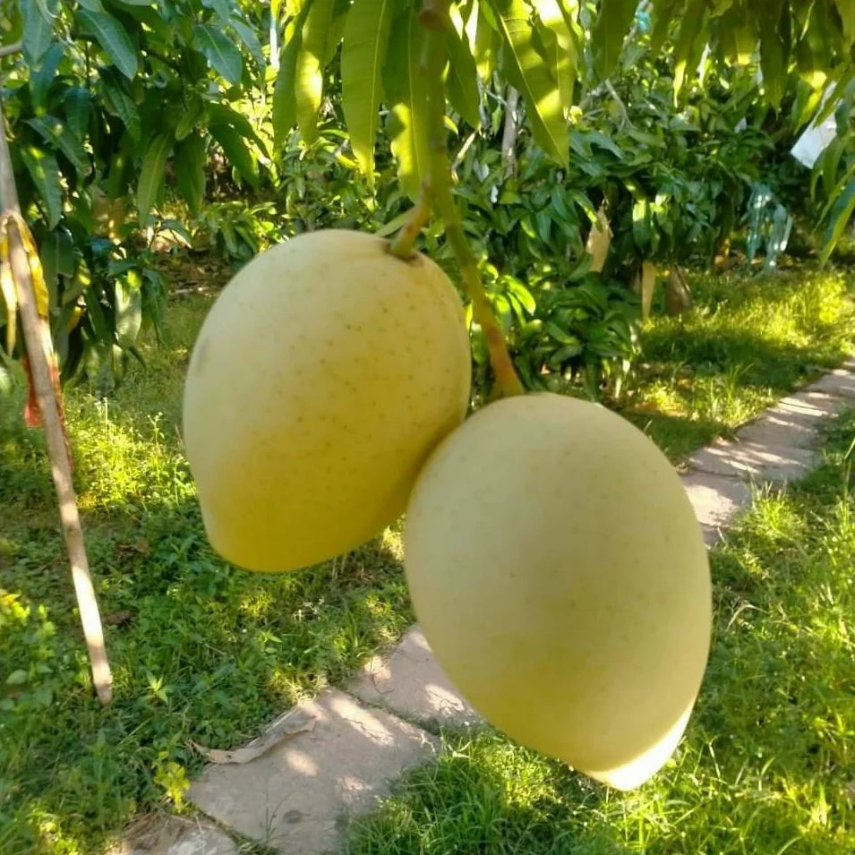 Fresh Mango Fruit Kaew / Fresh Mango High Quality