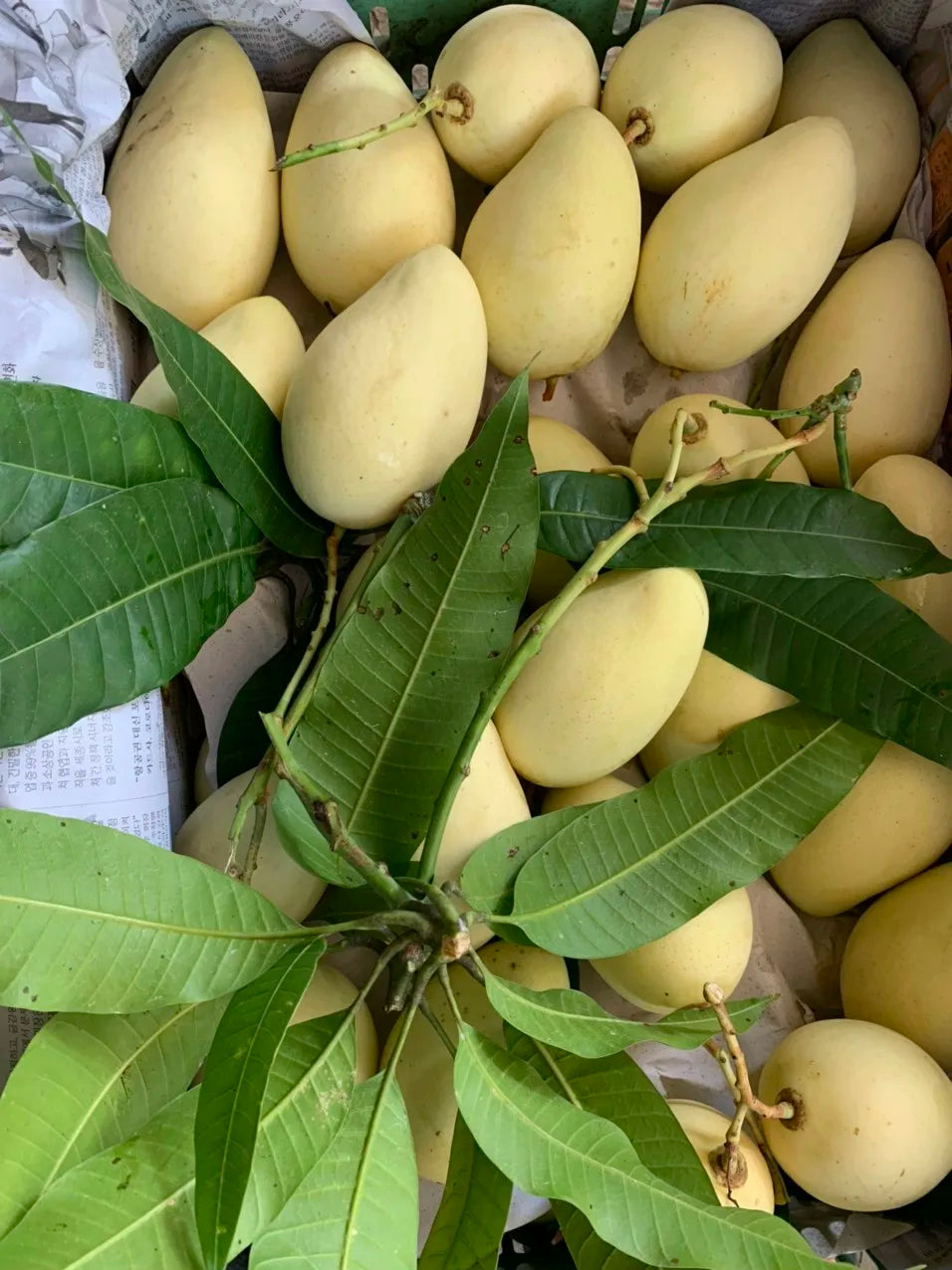 Fresh Mango Fruit Kaew / Fresh Mango High Quality