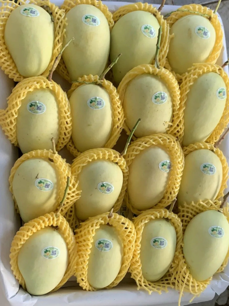 Fresh Mango Fruit Kaew / Fresh Mango High Quality